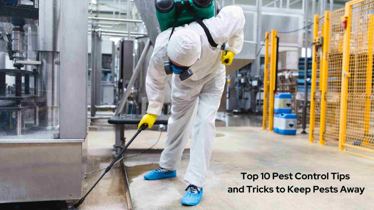 Top 10 Pest Control Tips and Tricks to Keep Pests Away
