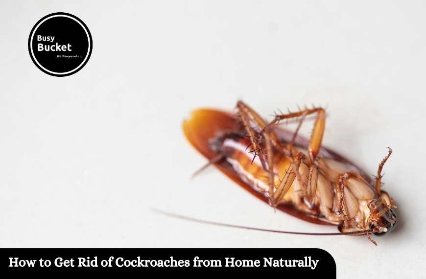 How to Get Rid of Cockroaches from Home Naturally
