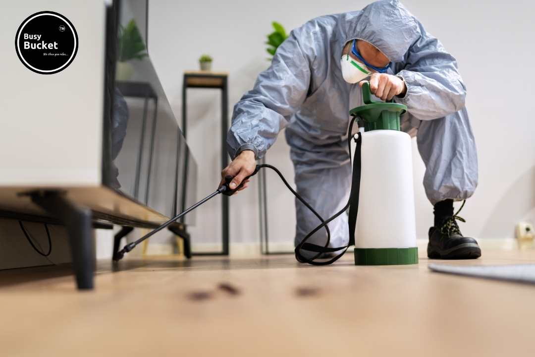 pest control in Chandigarh